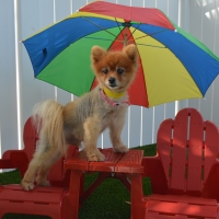 Artificial Grass Installation Zayante, California Indoor Dog Park, Grass for Dogs