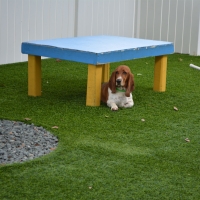 Installing Artificial Grass Buena Vista, California Cat Grass, Dogs