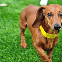 Synthetic Turf Lexington Hills, California Dog Hospital, Dogs Runs