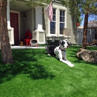 Turf Grass Perris, California Dog Pound, Dogs Park