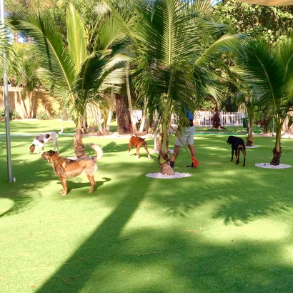 Artificial Lawn Vallecito, California Pet Paradise, Dogs Park