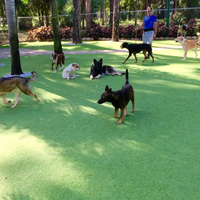 Artificial Turf Tracy, California Fake Grass For Dogs, Dogs Runs