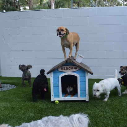 Fake Grass Carpet Burbank, California Grass For Dogs, Dog Kennels