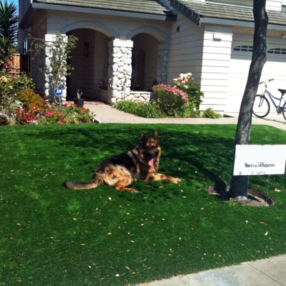 Fake Grass Carpet East Rancho Dominguez, California Landscape Ideas, Front Yard Design