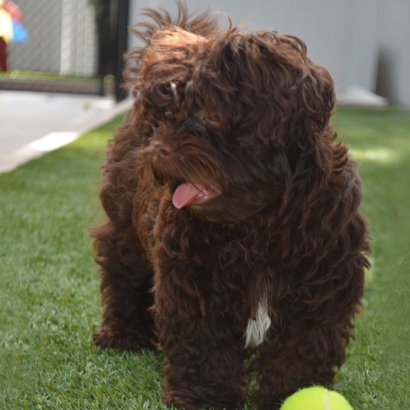 Fake Grass Carpet Valley Home, California Pet Grass, Dogs Park