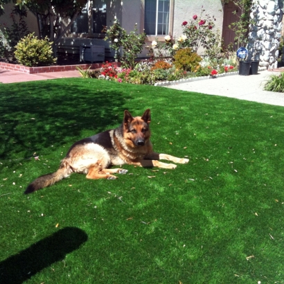 Grass Carpet Oceano, California Landscape Design, Dogs Park