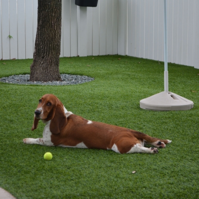 Lawn Services Saratoga, California Cat Playground, Dogs