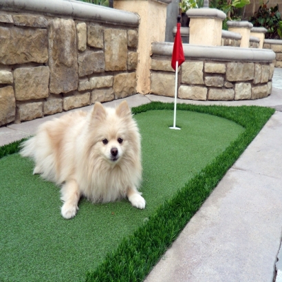 Synthetic Turf Patterson, California Dog Parks, Dogs Park