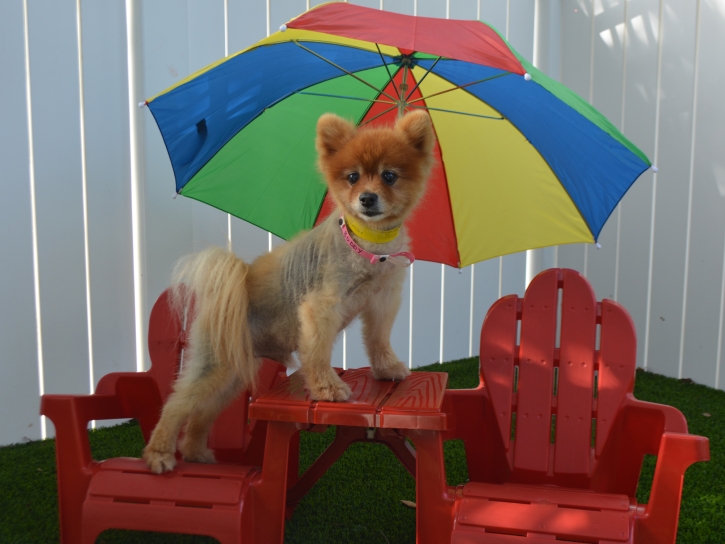 Artificial Grass Installation Zayante, California Indoor Dog Park, Grass for Dogs