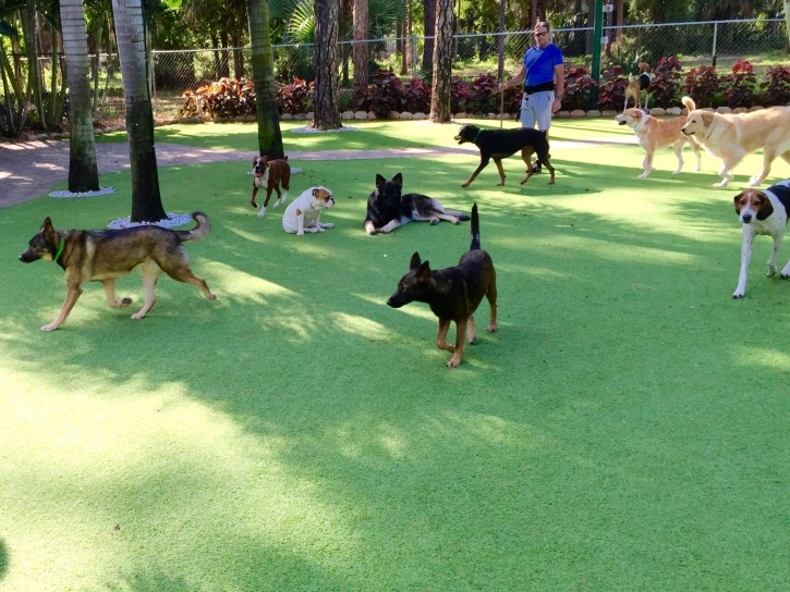 Artificial Turf Tracy, California Fake Grass For Dogs, Dogs Runs
