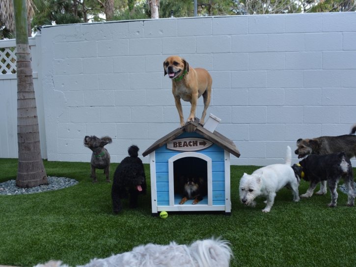 Fake Grass Carpet Burbank, California Grass For Dogs, Dog Kennels