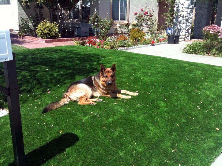 Grass Carpet Oceano, California Landscape Design, Dogs Park