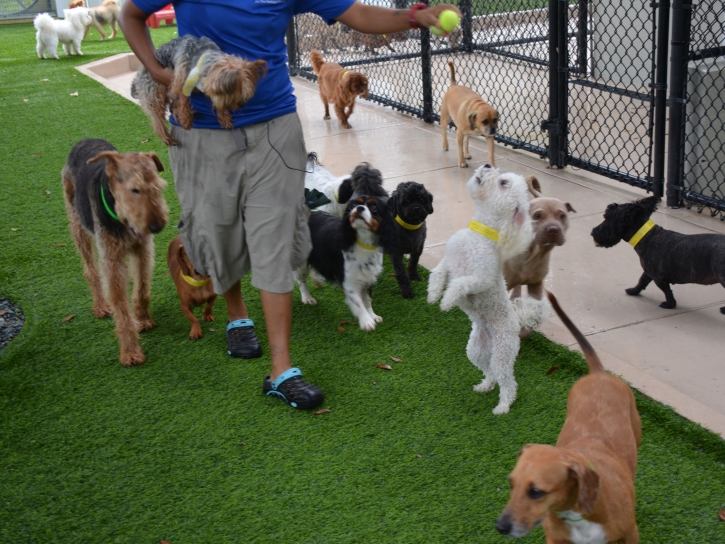 How To Install Artificial Grass Ben Lomond, California Pet Turf, Dogs