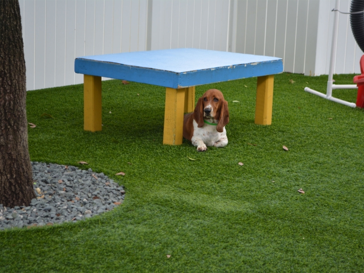 Installing Artificial Grass Buena Vista, California Cat Grass, Dogs