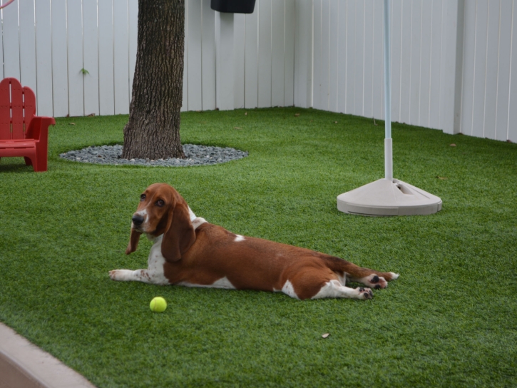 Lawn Services Saratoga, California Cat Playground, Dogs