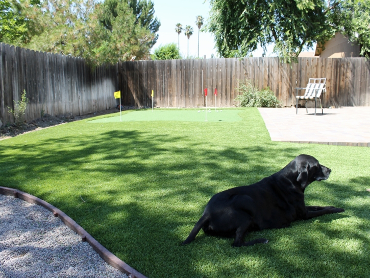 Synthetic Grass Cost Pasatiempo, California Indoor Putting Green, Dog Kennels