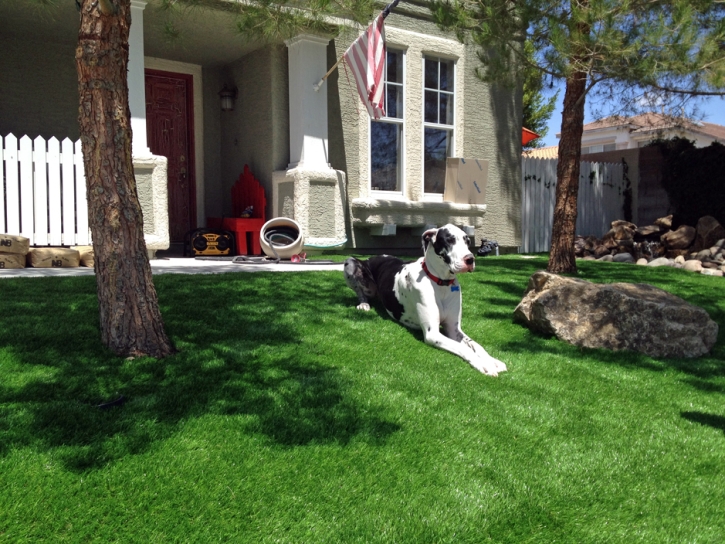 Turf Grass Perris, California Dog Pound, Dogs Park